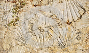 Fossilized shell imprints photo