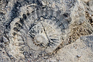 Fossilized shell of prehistoric times in building block of Portuguese fort, Lobito, Angola, Southern Africa