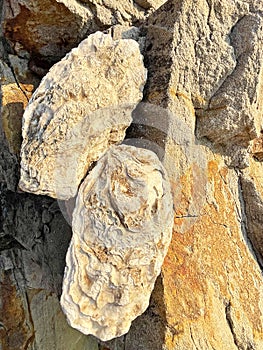 Fossilized shells on the shore of Patroclus (Patrokl) Bay