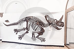 The fossilized skeleton of the dinosaur ceratops, the ancient ancestor of the rhinoceros in the