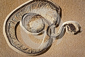 Fossilized snake coiled in death