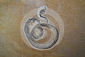 Fossilized Snake photo