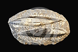 Fossilized squid