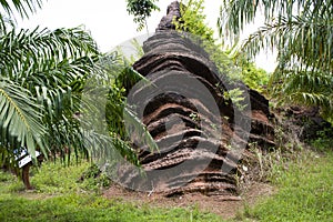 Fossilized stromatolite stone or fossil stromatolith rock in geological heritage of Satun UNESCO Global Geopark for thai people