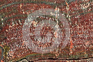 Fossilized Stromatolites