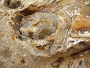 Fossilized Tooth and Jawbone