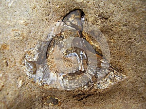 Fossilized Tooth and Jawbone photo