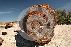 Fossilized Tree - Petrified Forest National Park