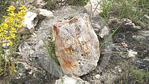 Fossilized tree trunk in deseado