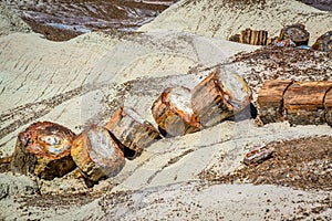 Fossilized tree trunk Petrified Forest National Park Arizona USA photo