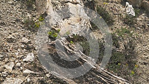 Fossilized tree trunk in specimen ridge