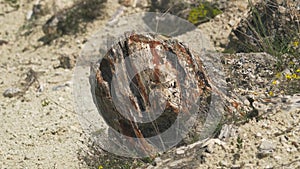 Fossilized tree trunk in Utah