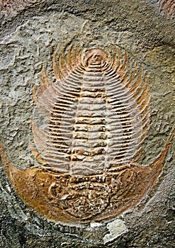 Fossilized trilobit