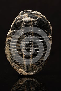 Fossilized Trilobite Closeup