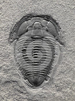 Fossilized trilobite.