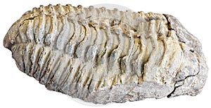 Fossilized trilobite