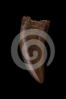 Fossilized Tyrannosaur Nanotyrannus Tooth on black background