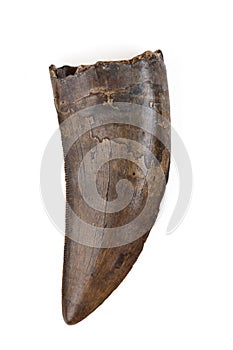 Fossilized Tyrannosaur Nanotyrannus Tooth on white background