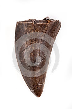 Fossilized Tyrannosaur Tooth, Likely Daspletosaurus, on white ba