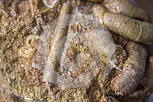 Fossilized worms in the rock