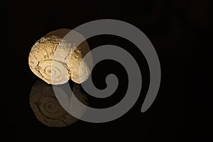 Fossillized sea shell