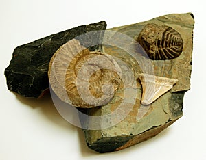 Fossils