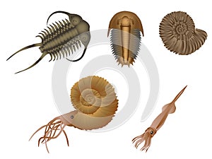 Fossils