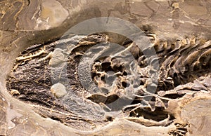Fossils of amphibian in rock photo