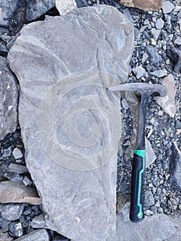 Fossils of ancient plants in Carboniferous sandstone