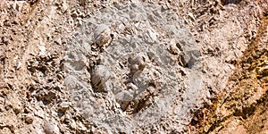 Fossils in the Andes of Huancayo, Peru