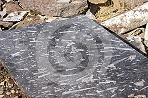 Fossils captured in marble, Erfoud, Morocco