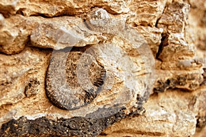 Fossils from the Devonian Era photo