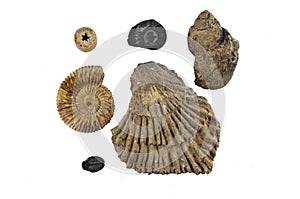 Fossils photo