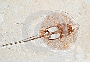 Fossils electric fish