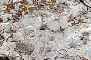 Fossils that are hundreds of millions years old