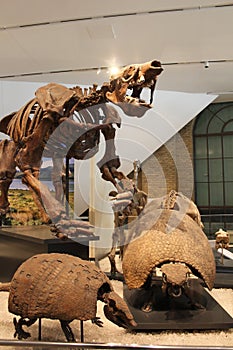 Fossilized skeletons of extinct animal life forms from the ice age preserved in stone and displayed in a museum.