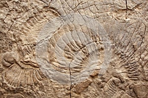 fossils imprinted on ancient rock texture