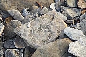 Fossils at Joggins Fossil Cliffs, Nova Scotia, Canada