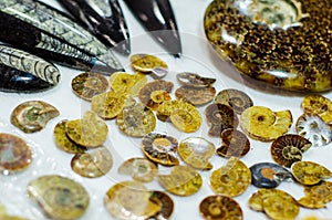 Fossils and minerals for sale in the store