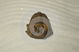 Trilobite of the Ordovician age on the sand. photo