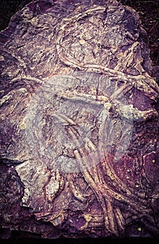 Fossils in Penha Garcia photo