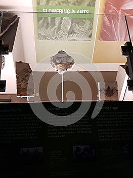 Perot Museum, Dallas