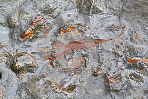 Fossils in the rock formations at Gondwana Coast in New South Wales, Australia photo