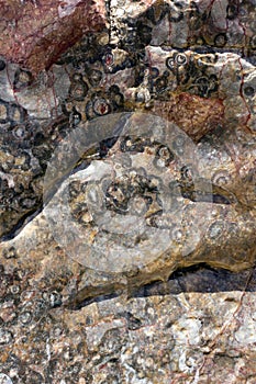 Fossils in rocks, Brachina Gorge, SA, Australia photo