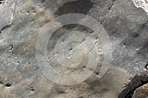 Fossils in rocks, Brachina Gorge, SA, Australia photo