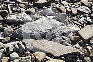Fossils on rocks at Joggins Fossil Cliffs, Nova Scotia, Canada