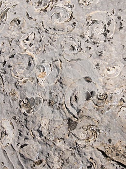 Fossils of Seashells