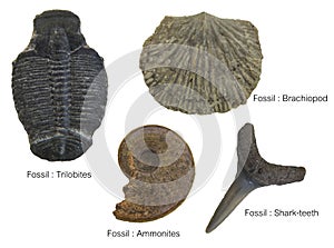 Fossils Specimens, four Fossils Specimens