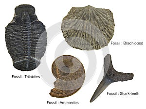 Fossils Specimens, four Fossils Specimens photo