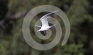 A Foster's Tern in Flight somewhere in SF Bay Area sky